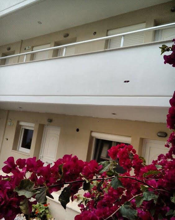 Rodon Loutra Apartment Agia Paraskevi (Kassandra)
